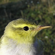 Grönsångare, Sundre 20080731